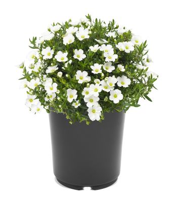 Arenaria, 028289130324