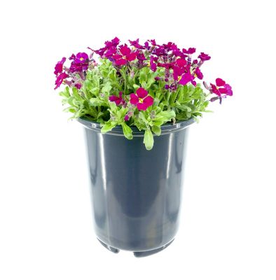 Aubretia, 028289130300