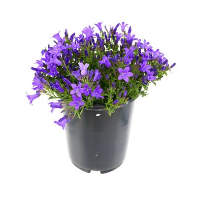 Campanula, 028289091069