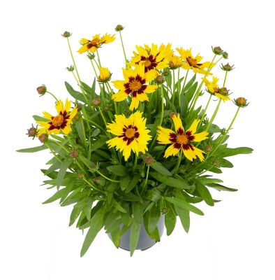 Coreopsis, 028289549706