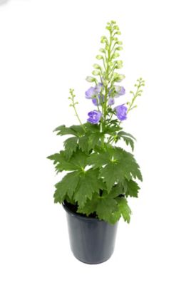 Delphinium, 028289582017