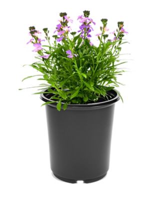 Erysimum, 028289900224