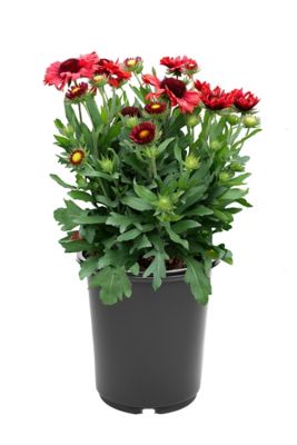 Gaillardia, 028289102857