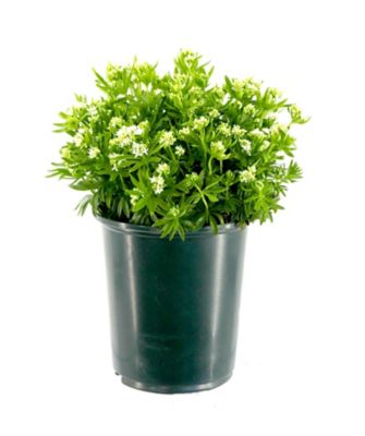 Galium, 028289091137