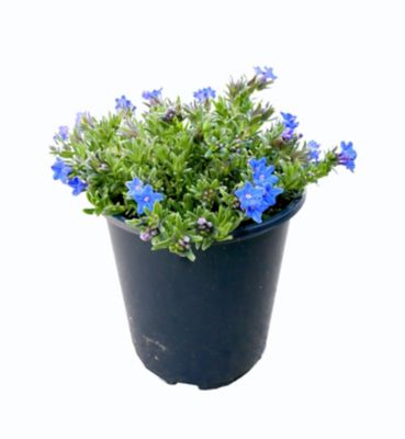 Lithodora, 028289550672
