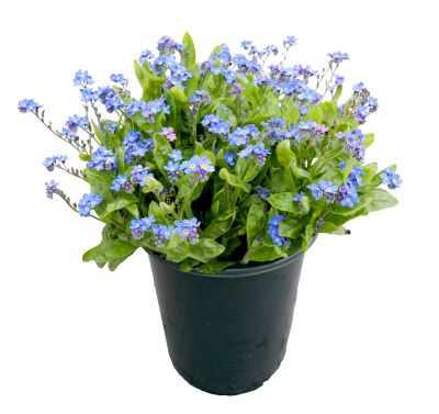 Myosotis, 028289091212