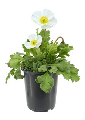 Papaver, 028289130225