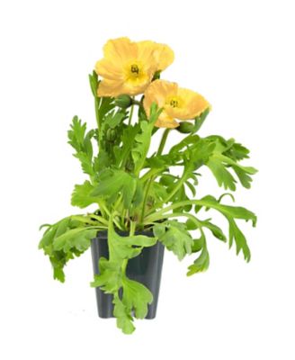 Image showing Papaver, 028289130225