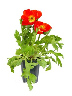 Image showing Papaver, 028289130225
