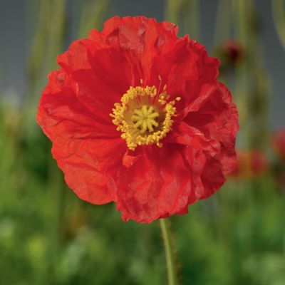Image showing Papaver, 028289130225