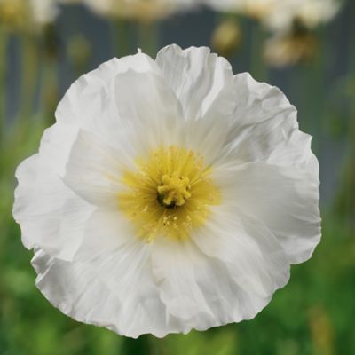 Image showing Papaver, 028289130225