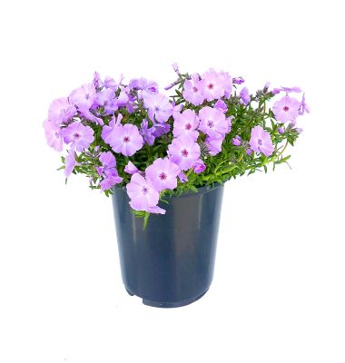 Phlox Subulata, 028289550863