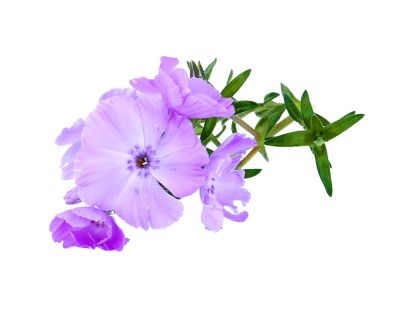 Image showing Phlox Subulata, 028289550863