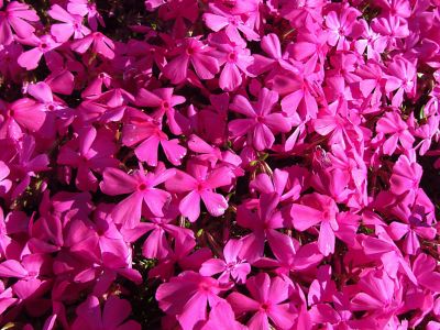Image showing Phlox Subulata, 028289550863