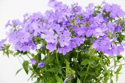 Image showing Phlox Subulata, 028289550863