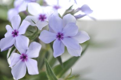 Image showing Phlox Subulata, 028289550863