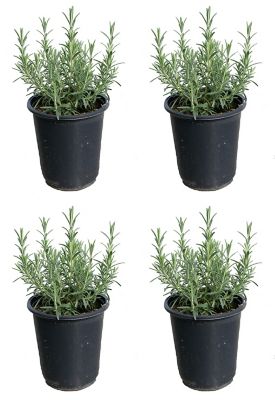 Rosemary, 028289549508