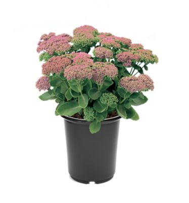 Sedum, 028289130256