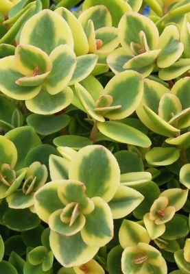 Image showing Sedum, 028289130256