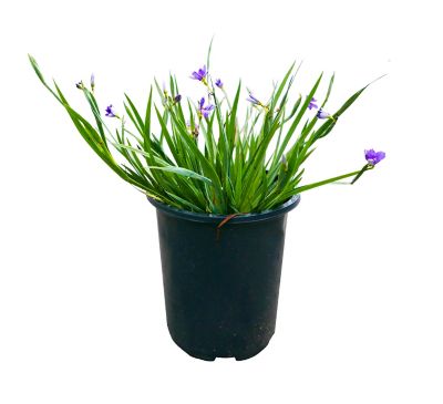 Sisyrinchium, 028289091250