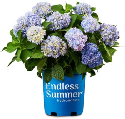 Endless Summer Hydrangea Original