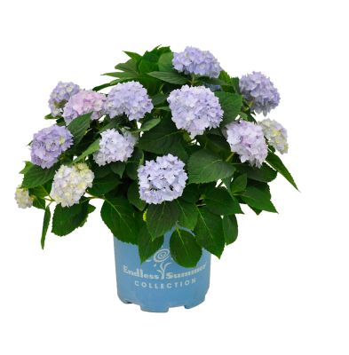 Endless Summer Hydrangea Crush