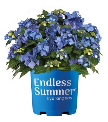 Endless Summer Hydrangea Pop Star