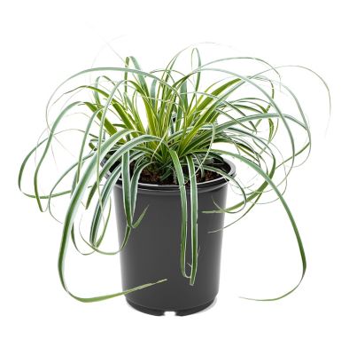 Carex Grass, 028289112351