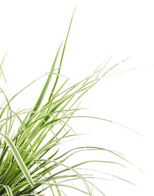 Image showing Carex Grass, 028289112351