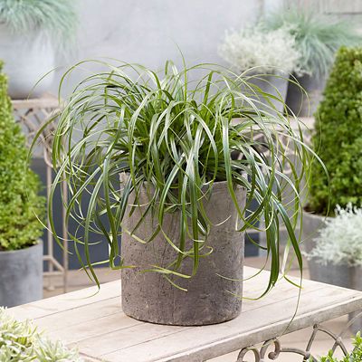 Image showing Carex Grass, 028289112351