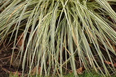 Image showing Carex Grass, 028289112351