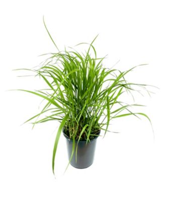 Calamagrostis Grass, 028289112344
