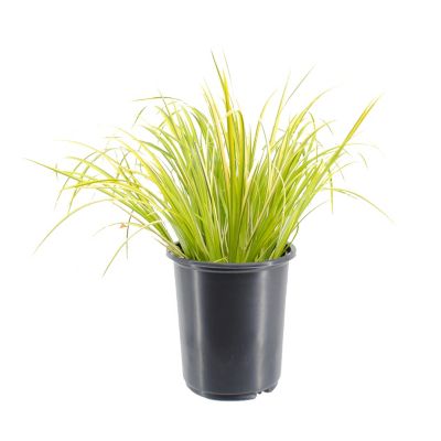 Acorus Grass, 028289124583