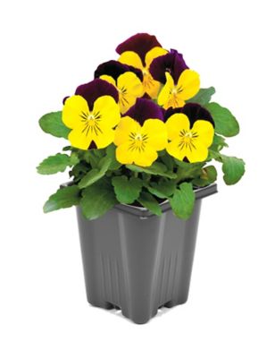 Pansy Viola, 028289093421