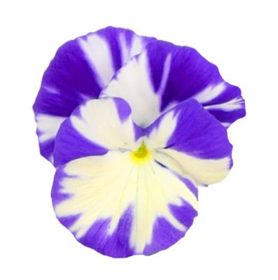 Image showing Pansy Viola, 028289093421