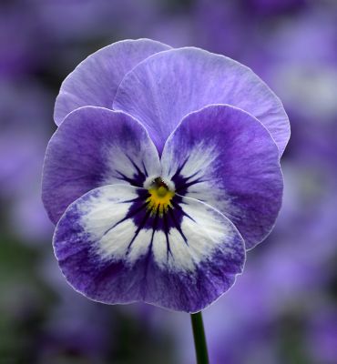 Image showing Pansy Viola, 028289093421