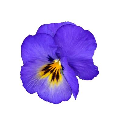 Image showing Pansy Viola, 028289093421