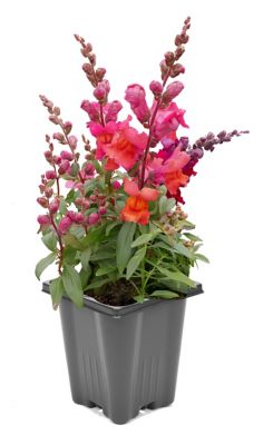 Snapdragon, 028289092141