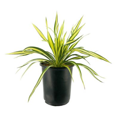 Yucca, 028289551709