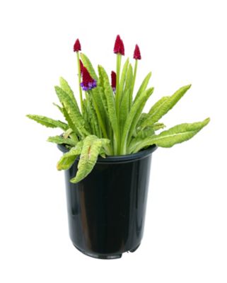 Primula Perennial, 028289091236