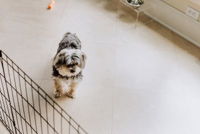 Image showing  Ribbed Vinyl Pet Floor Protector, 55 Mil