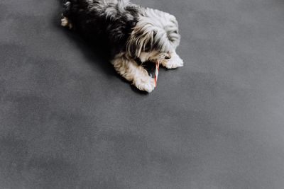 Image showing  55 Mil Levant Vinyl Pet Floor Protector, Sandstone