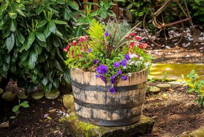 Image showing  26 in. Half-Oak Jack Daniels Whiskey Barrel Planter