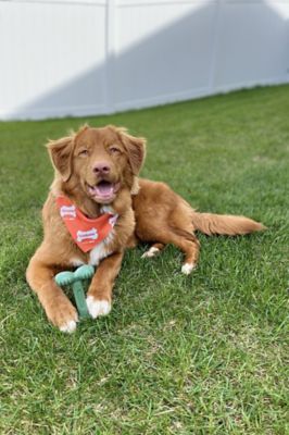 Image showing  Power Chew Easy Hold Bacon Dog Chew Bone