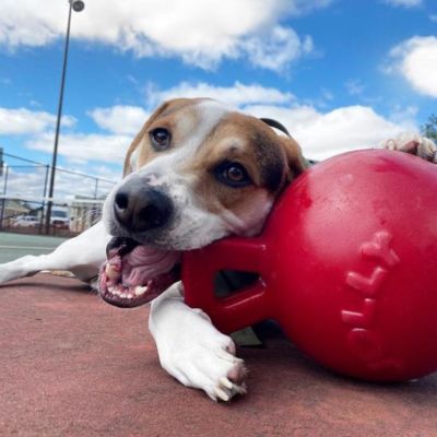 Image showing  6 in. Tug-N-Toss Blueberry Dog Toy