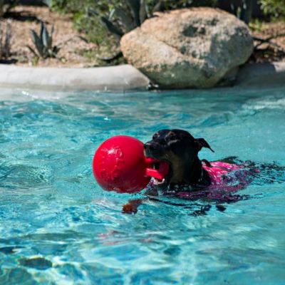 Image showing  6 in. Tug-N-Toss Blueberry Dog Toy