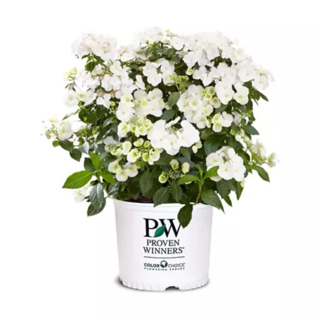 Proven Winners 2 gal Fairytrail Bride Hydrangea Shrub in Pot Bushes