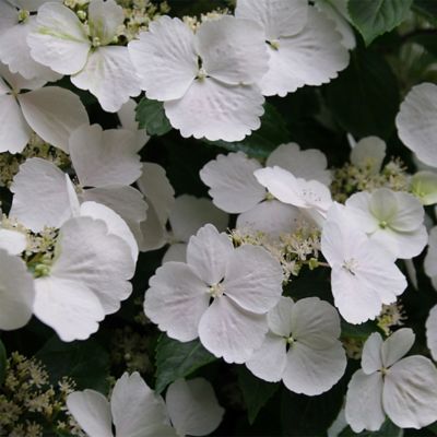 Image showing  2 gal. Potted Fairytrail Bride Hydrangea Shrub