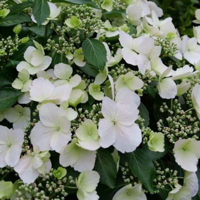 Image showing  2 gal. Potted Fairytrail Bride Hydrangea Shrub