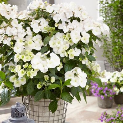 Image showing  2 gal. Potted Fairytrail Bride Hydrangea Shrub